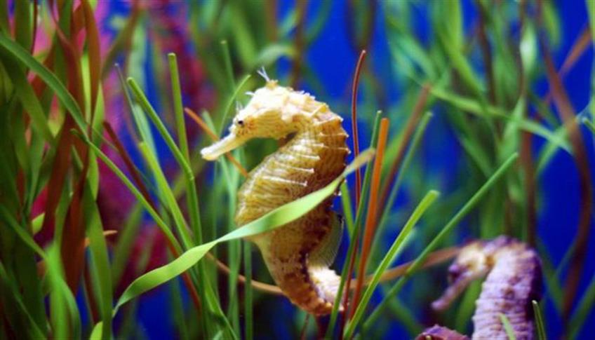 Un mammo acquatico: il cavalluccio marino. Un mammo acquatico: il cavalluccio marino.